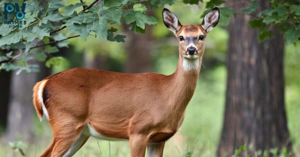 A photograph of a beautiful deer with antlers standing in a forest. The deer has a reddish-brown coat and is standing in a clearing surrounded by trees.