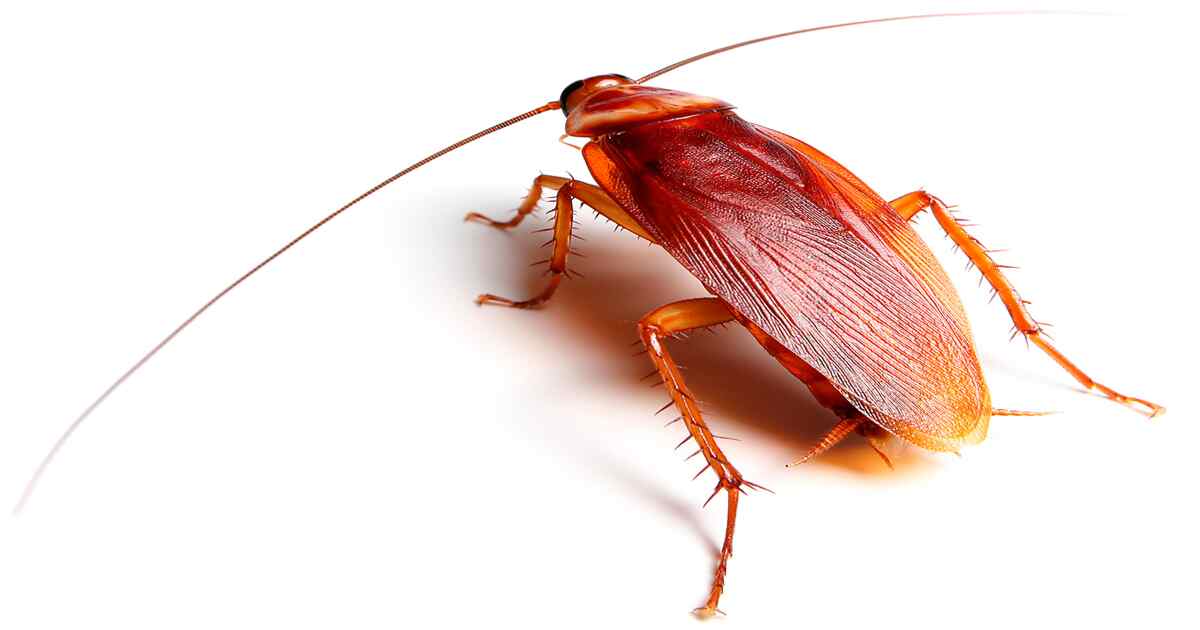 cockroach spiritual meaning