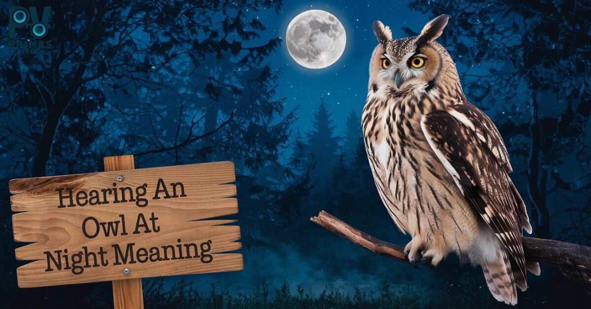 Hearing an OWL at night