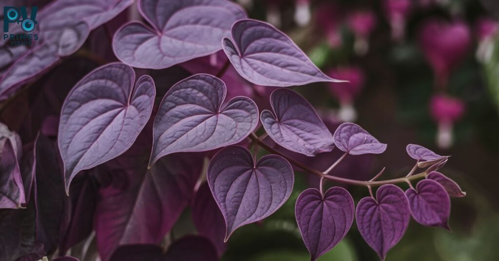 Purple Heart Plant A Symbol of Transformation