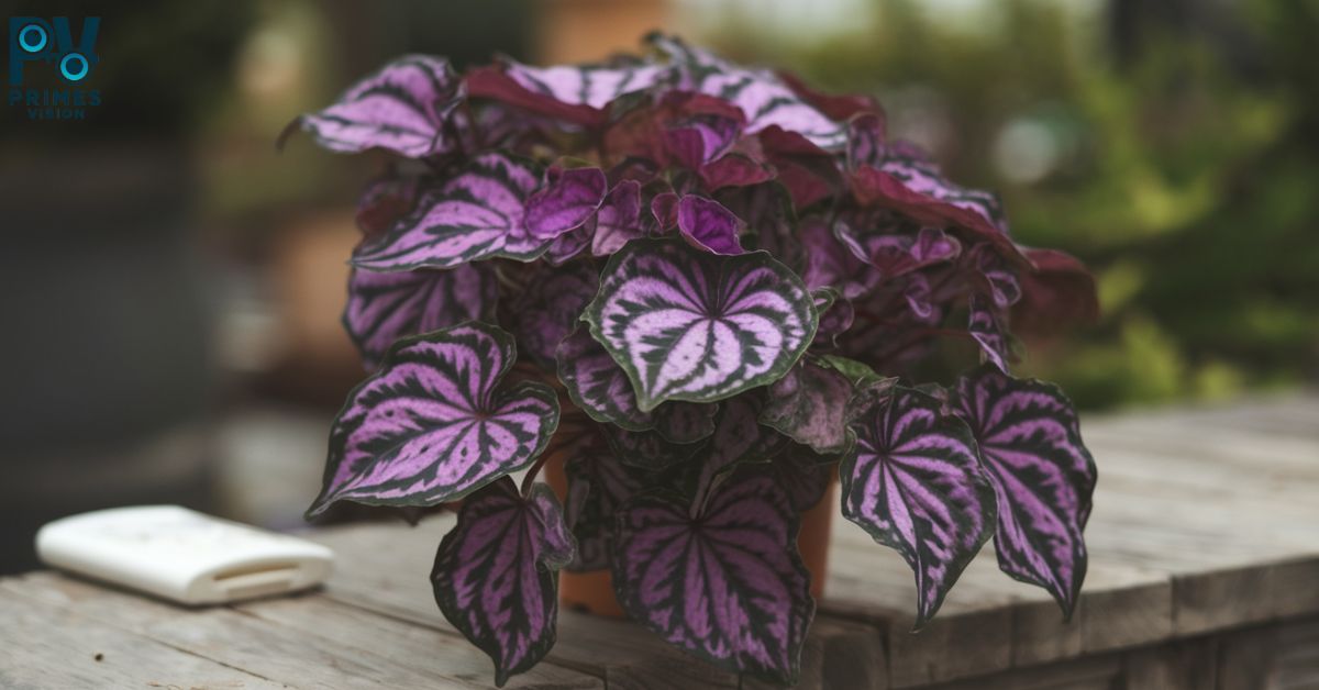 Purple Heart Plant Spiritual Meaning