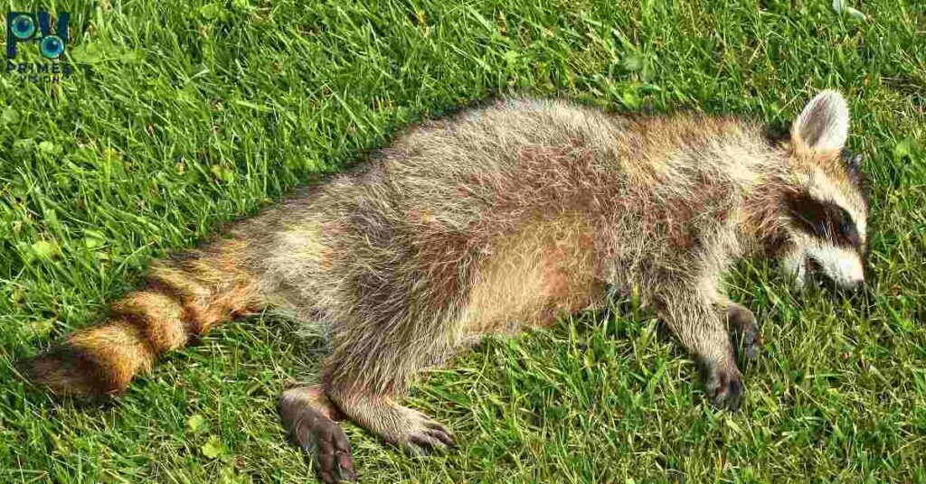 Spiritual Meaning of a Dead Raccoon