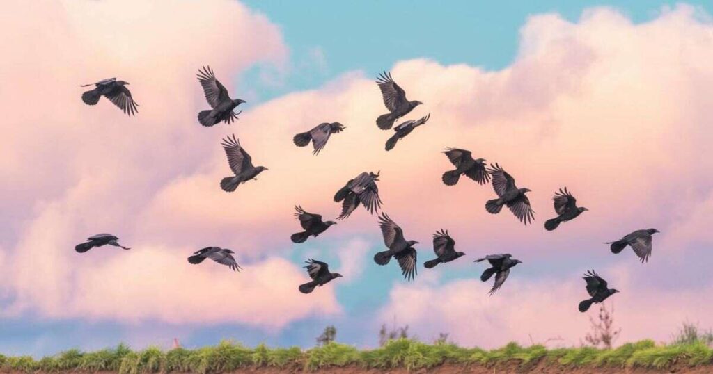 A flock of birds soaring in the sky, symbolizing the spiritual significance of 3 crows in biblical narratives.
