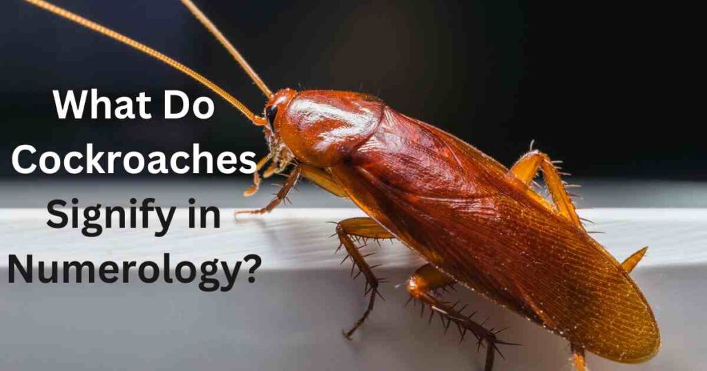 What Do Cockroaches Signify in Numerology?
