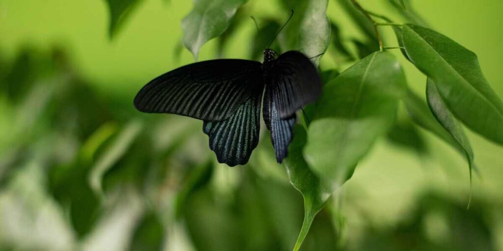 A black butterfly elegantly settled on a green leaf, emphasizing the harmony of nature and the butterfly's exquisite form.
