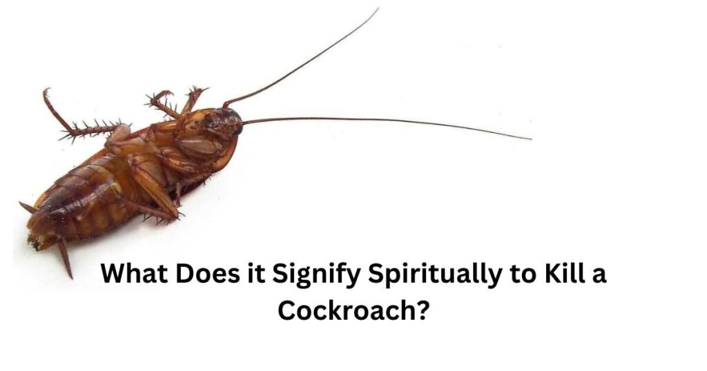 What is the Spiritual Meaning of Cockroach Infestation?

