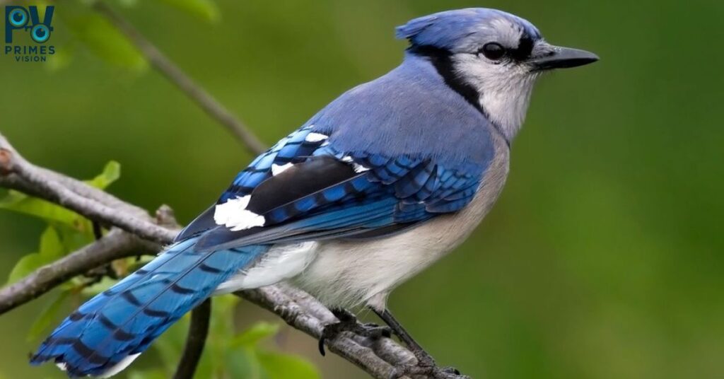 Blue JAY
