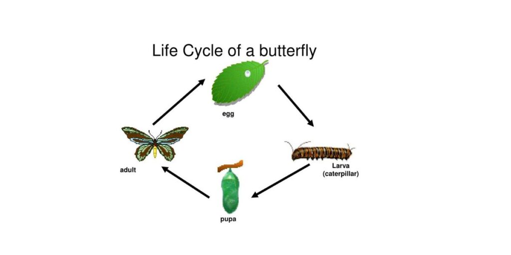 Diagram illustrating the lifecycle of a butterfly, featuring the stages of egg, larva, pupa, and the emergence of the adult butterfly.


