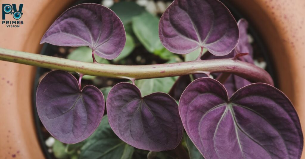 purple heart of plant that show vibration of purple
