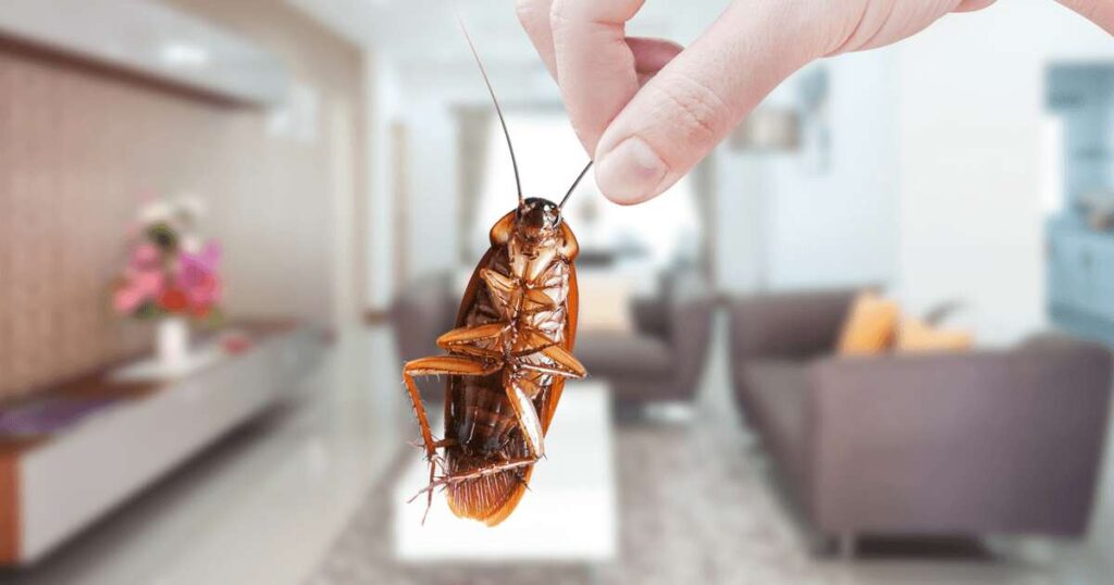 As an animal totem, the cockroach embodies powerful spiritual qualities. 
