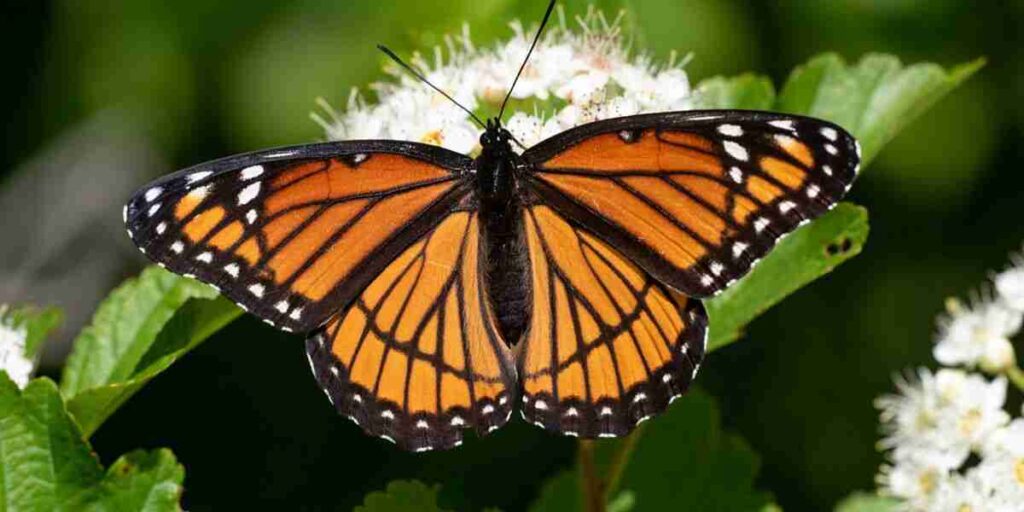 A monarch butterfly rests delicately on a vibrant flower, symbolizing the profound "Brown Butterfly Meaning" in nature.

