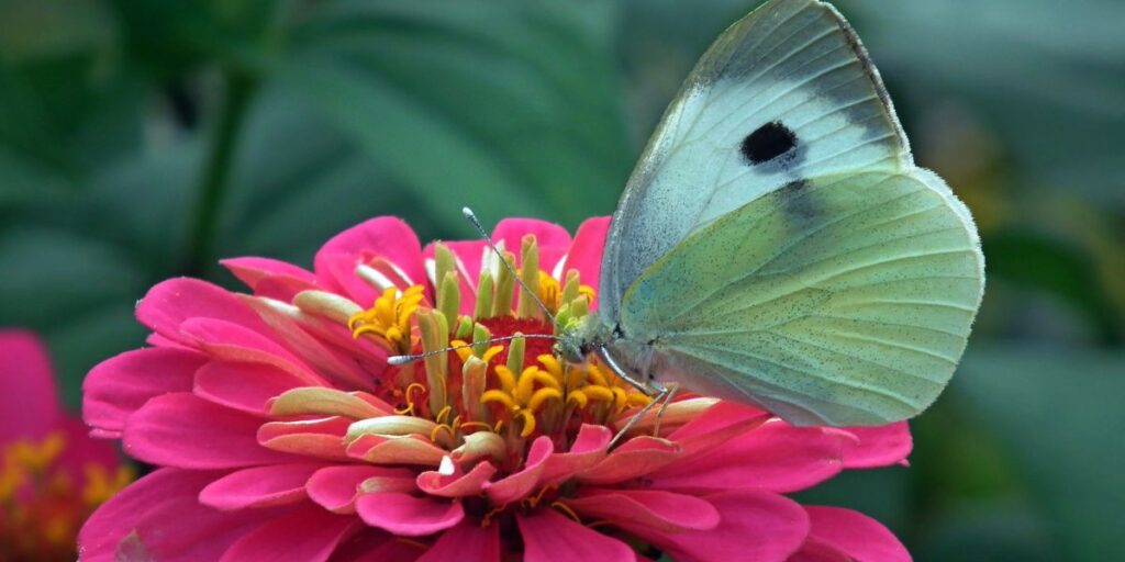 
A white butterfly delicately rests on a vibrant pink flower, showcasing nature's beauty and harmony.

