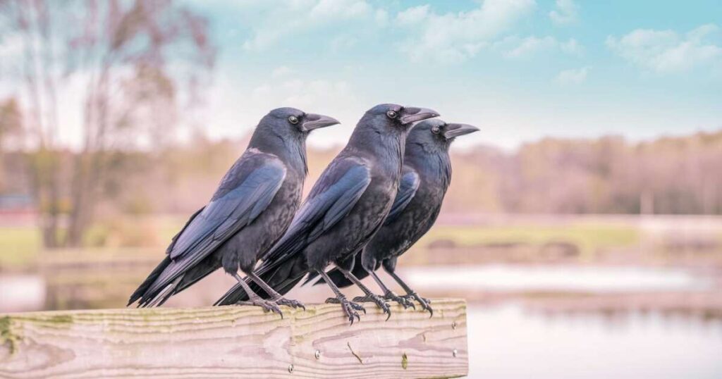  Seeing 3 crows could mean you're being initiated into deeper spiritual awareness
