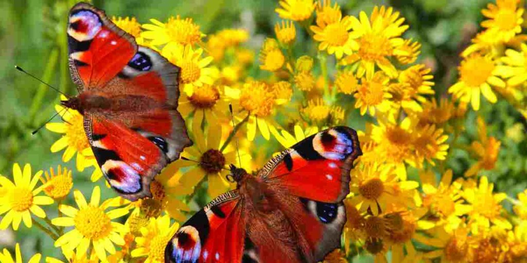 A red butterfly, rest gracefully on vibrant yellow flowers in a sunny garden setting.


