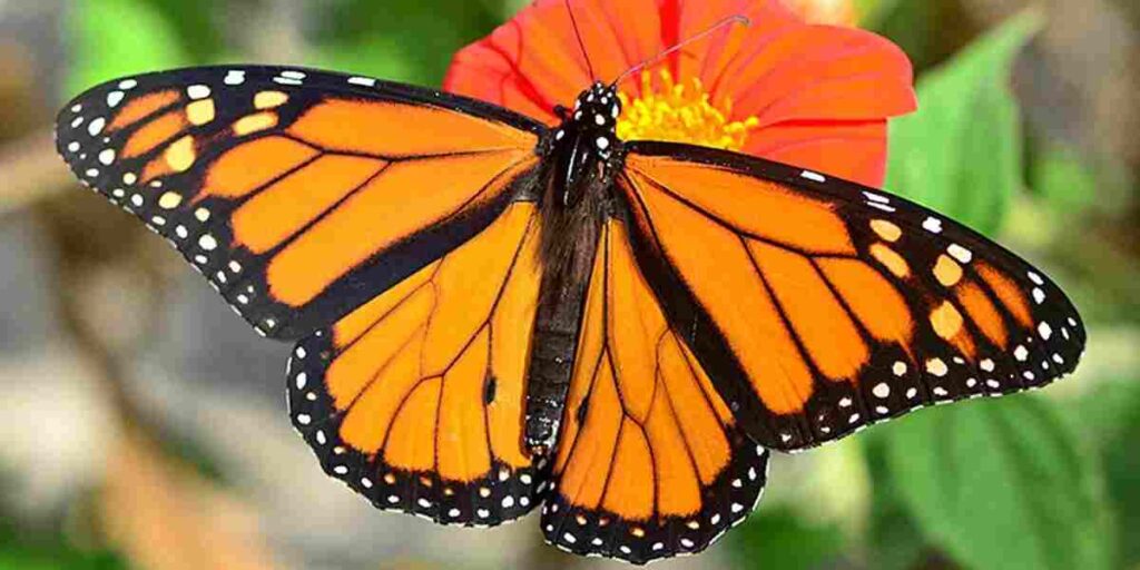 A monarch butterfly is seen on a blooming flower, illustrating the harmony between the butterfly and its natural environment.


